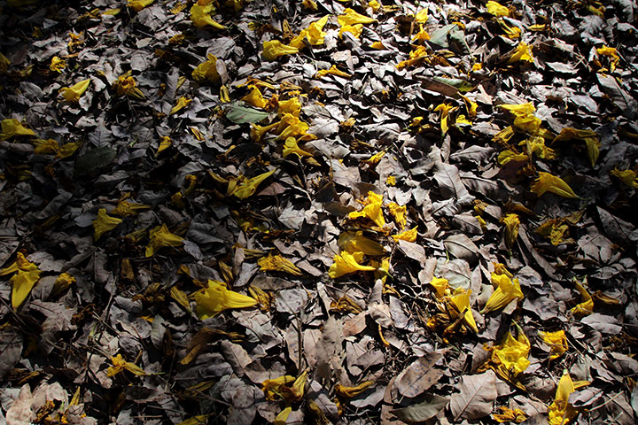 Week in wildlife: Flowers of the tree known in Portuguese as Ipe Amarelo, or Yellow Ipe