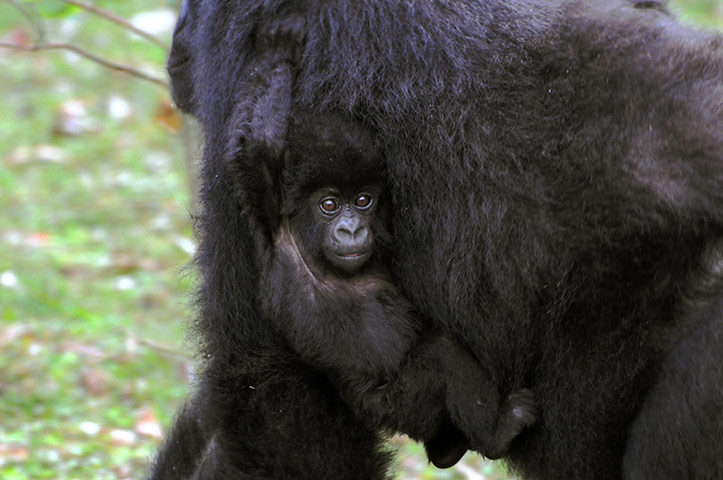 Week in wildlife: a silverback mountain gorilla,