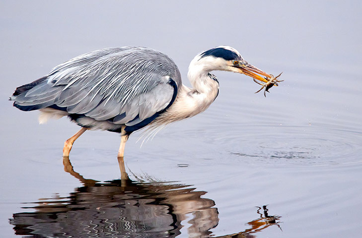 Week in wildlife: Grey heron catches crab
