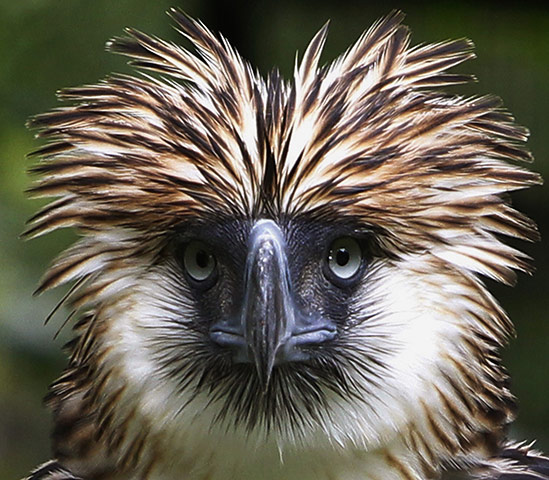Week in wildlife: Philippine Eagle inside a Philippine Eagle compound in Davao city