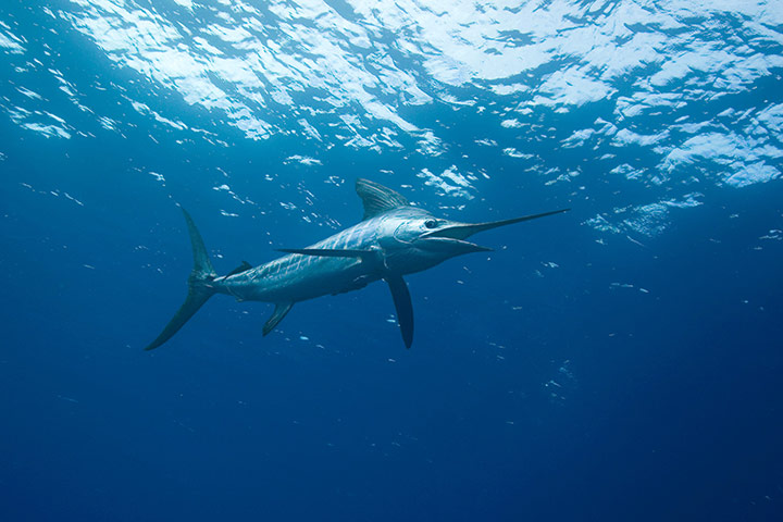 Week in wildlife: a striped marlin swims in the Coral Sea off Australia's northeast coast.