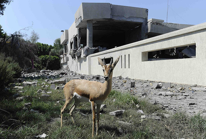 Week in wildlife: A gazelle  in Tripoli