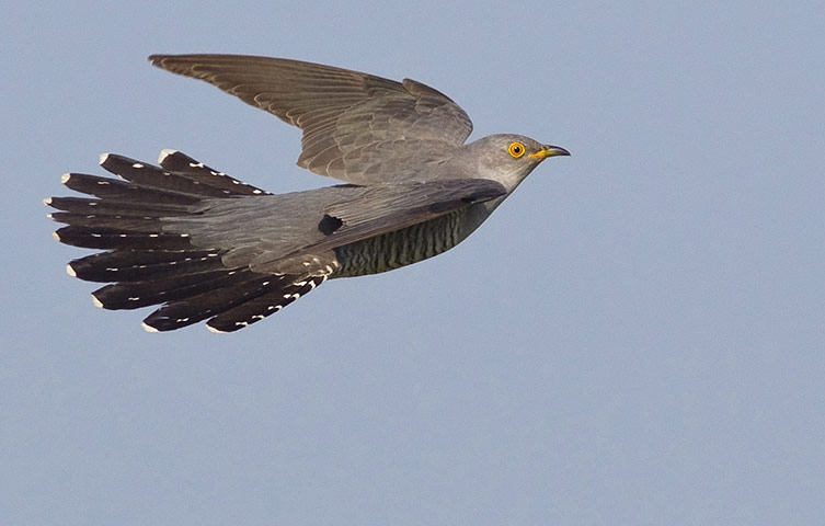 Week in wildlife: a Cuckoo in flight