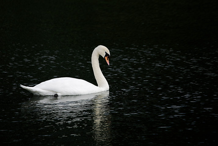 In pictures: serene: mute swan