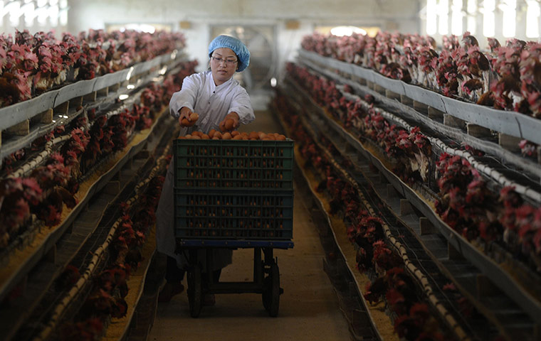24 hours: Changzhi, China: A worker collects eggs at a poultry farm 