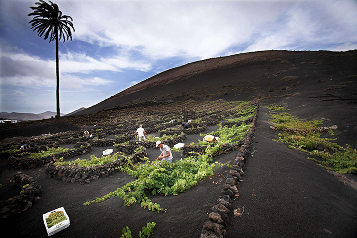 24 hours: La Geria, Lanzarote: Men pick grapes at a vineyard during the harvest