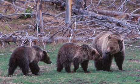 world record grizzly