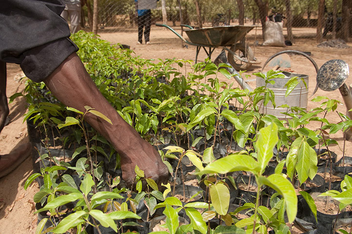 Tree Aid: Fight Against The Effects Of Community Gold Mining In Burkina Faso