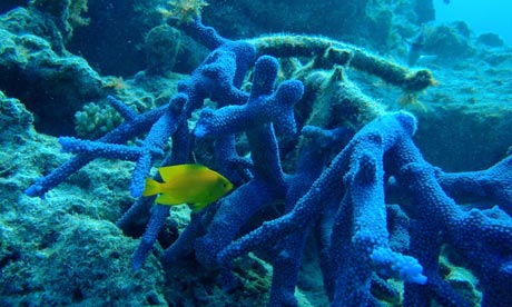 Coral on the Great Barrier Reef in Australia