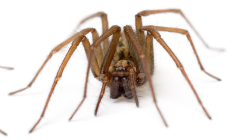 British House Spider