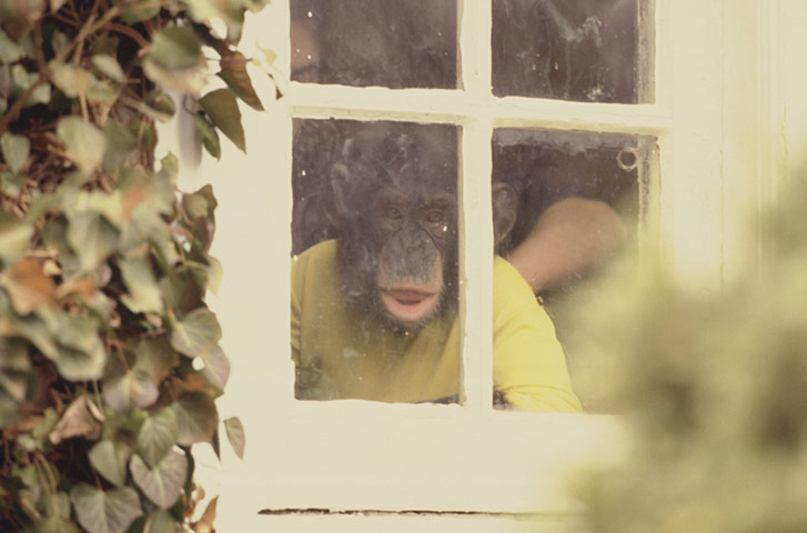 Project Nim: Nim Chimpsky of Project Nim looks down from a window