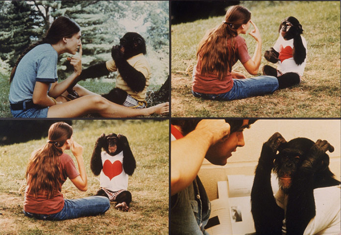 Project Nim: Composite image of Nim Chimpsky interracting with humans