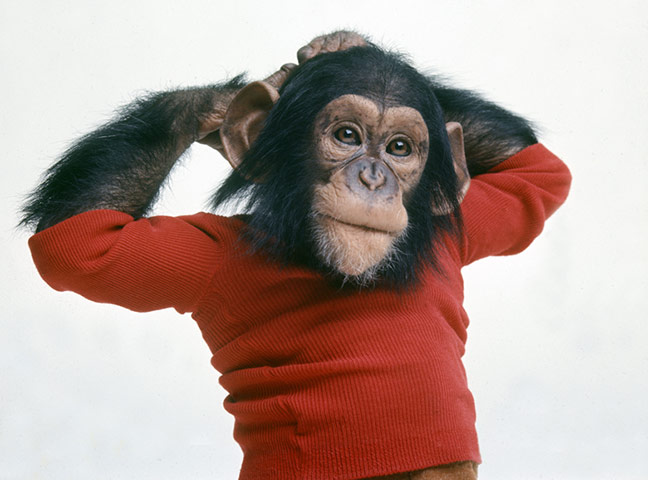 Project Nim: A chimp playing Nim Chimpsky in a still from Project Nim