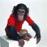 Project Nim: Chimp representing Nim Chimpsky in Project Nim