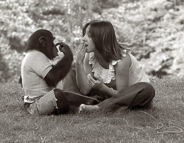 Project Nim: Laura-Ann Petitto teaching Nim Chimpsky sign language in Project Nim