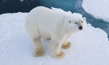 A polar bear