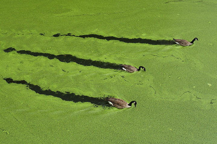 Week in wildlife: Green Algae Chokes The Regent's Canal in London