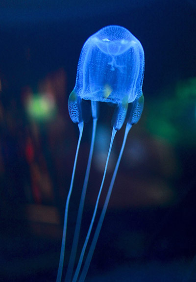 Week in wildlife: A Box Jellyfish swims at the Two Oceans Aquarium in Cape Town