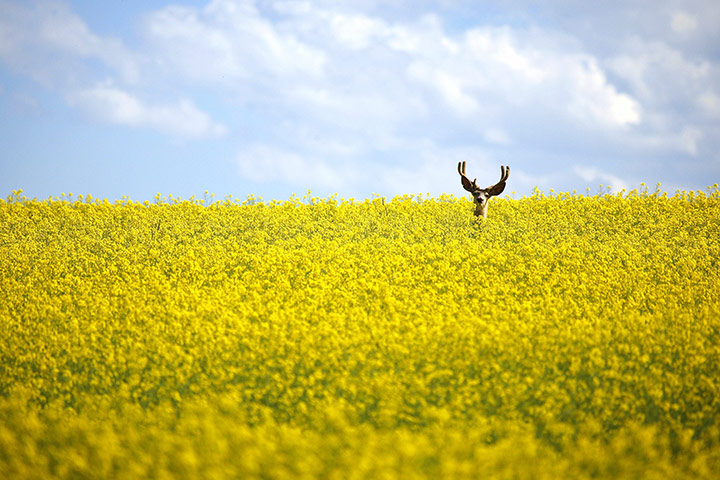 Week in wildlife: A stag stands in a neck high field of canola north in Alberta, Canada