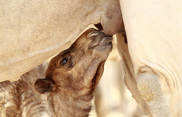 Week in wildlife: A camel suckles at its mother's udder on the Kenya-Somalia border