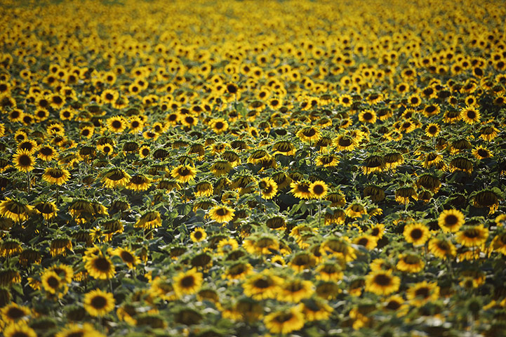 Week in wildlife: A sunflower field in southern France
