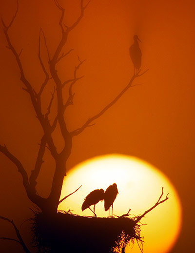 24 hours in pictures: Storks