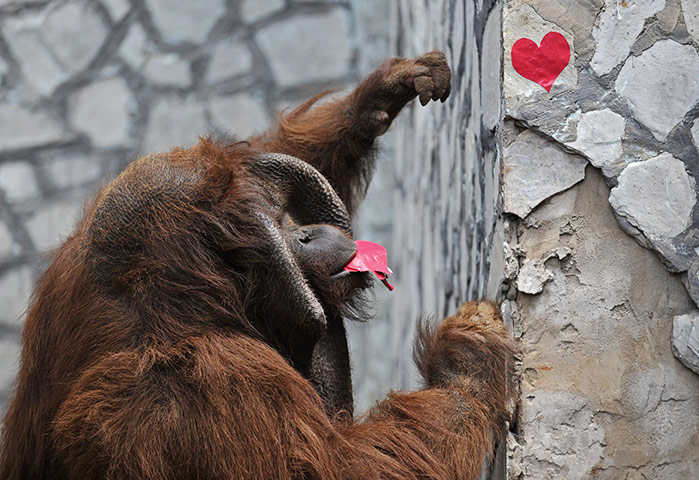 24 hours in pictures: A male orangutan rips off heart-shape stickers