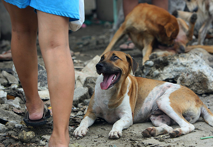 24 hours in pictures: A dog watches a passer-by in squatter camp in Quezon City