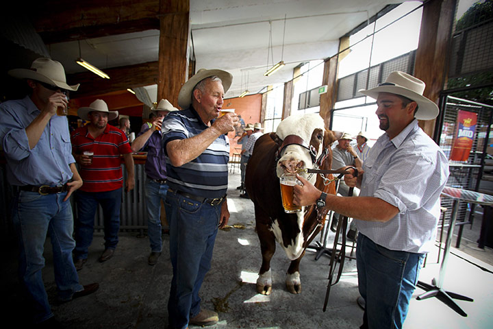 24 hours in pictures: Ekka show 2011