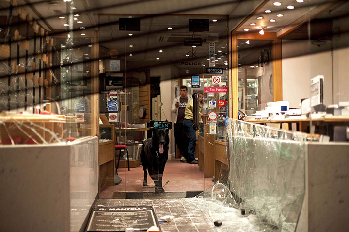 London riots: A dog keeps watch inside a shop damaged during unrest in Enfield 