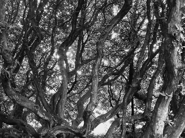 Green shoot: Ancient tree