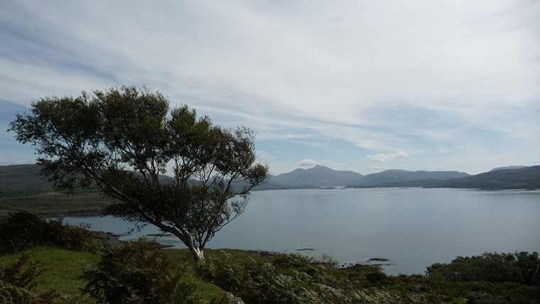 Green shoot: Ancient tree