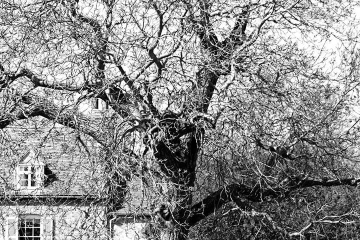 Green shoot: Ancient tree