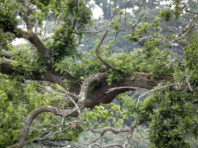 Green shoot: Ancient tree