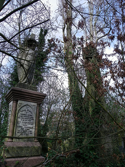 Green shoot: Ancient tree
