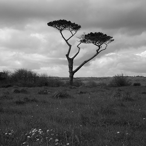 Green shoot: Ancient tree