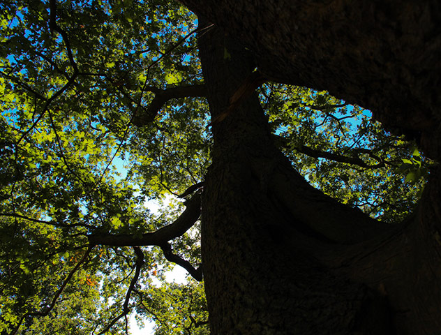 Green shoot: Ancient tree