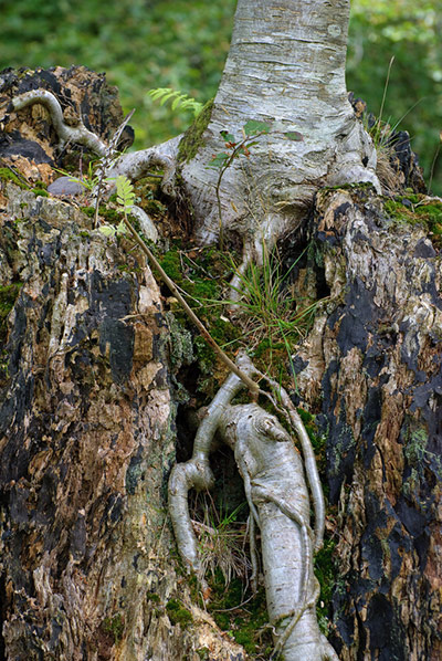 Green shoot: Ancient tree