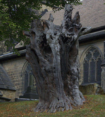 Green shoot: Ancient tree