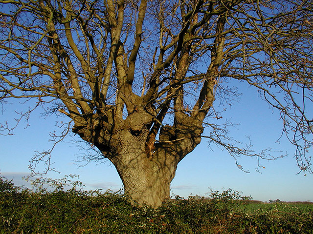 Green shoot: Ancient tree
