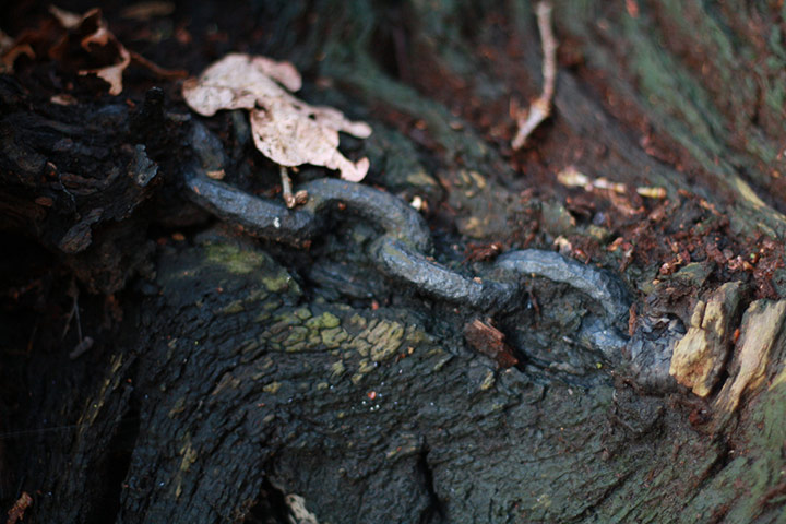 Green shoot: Ancient tree