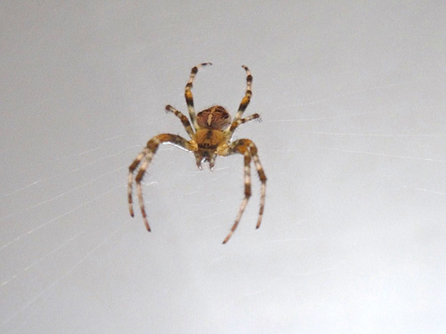 Your spider photos: Bathroom