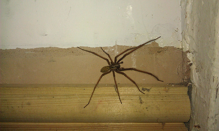 Your spider photos: Cupboard