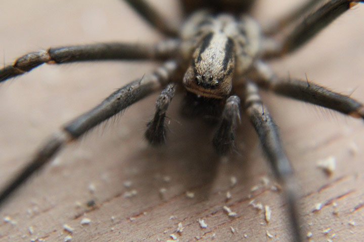 Your spider photos: Shed