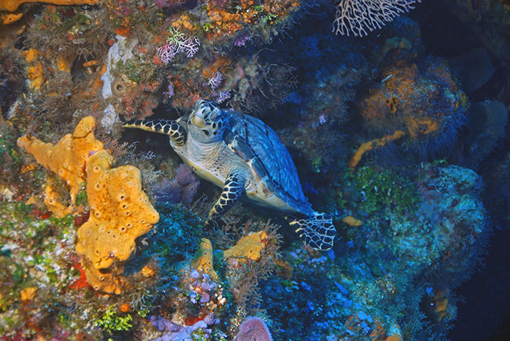 Week in wildlife: hawksbill turtles