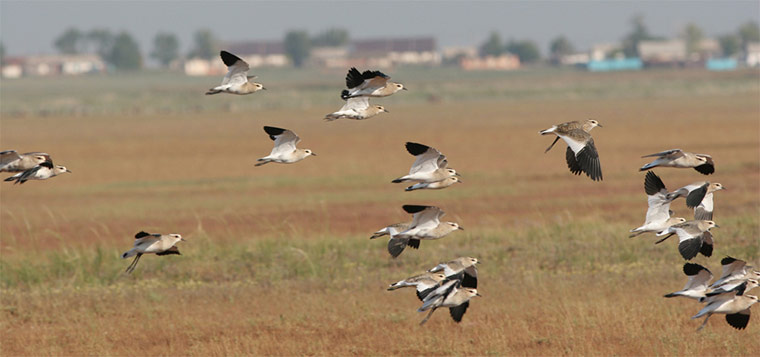 Week in wildlife: Sociable Lapwings