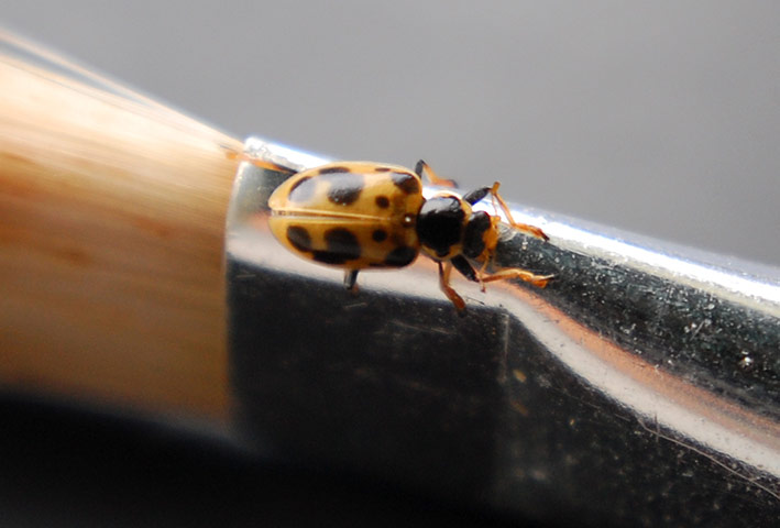 Week in wildlife: 13-spot ladybird