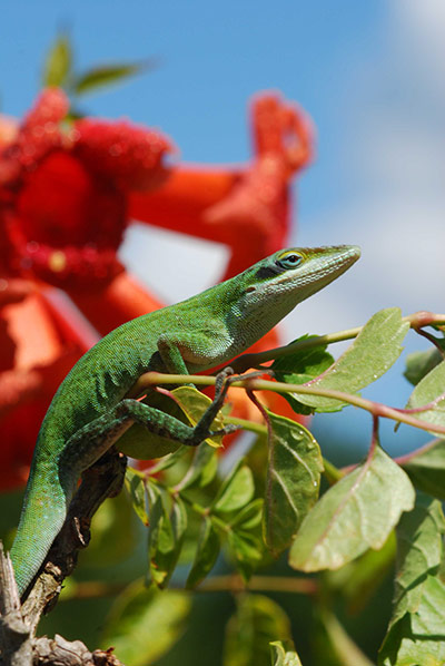 Week in wildlife: The genome sequence of the North American green anole lizard
