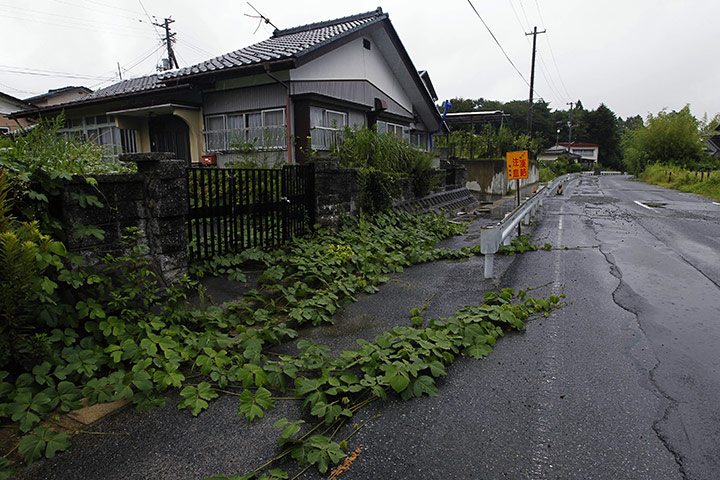 Week in wildlife:  ivy grows over a street in Tomioka town, Fukushima