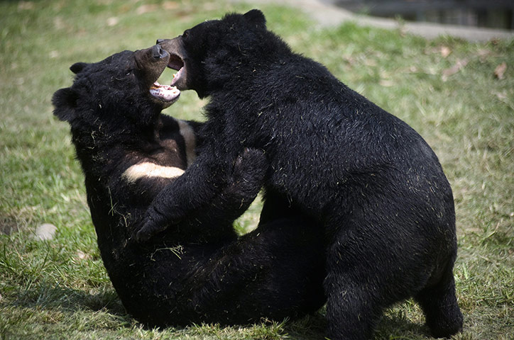 Week in wildlife: Asia Black Bear Rescue Center in Longqiao